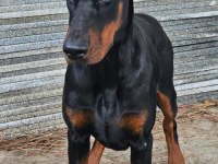 Doberman şecereli best anatomi