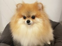 2 Yaşında Annelik Tecrübeli Pomeranian Boo