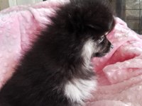 Son Kalan Teacup Pomeranian Boo Bebeğim