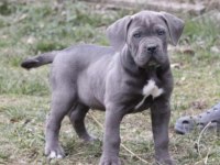 Cane Corso