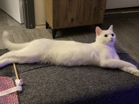 British shorthair x yerli tekir