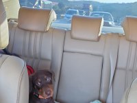 5.5 Aylık Eğitimli Aşıları Tam Kızıl Doberman