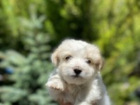 2 aylık malta terrier cinsi 0 numara
