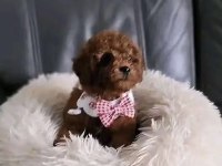 Toy Poodle Köpeği