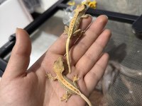 Evil Crested Geckolar