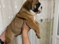 egzotic kan hattına sahip ingiliz buldog bebekler