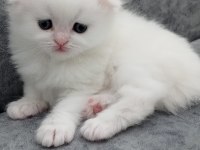 Son yavrularım british longhair