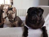 Orijinal pug mops
