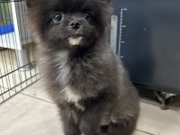 Ped eğitimli erkek oyuncu pomeranian