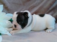 FRENCH BULLDOG YAVRULARI