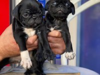 Pug mops siyah yavrular
