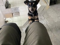Chihuahua 7 aylık yavru dişi
