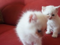SAFKAN BRITISH SHORTHAIR BLUE POINT YAVRULAR