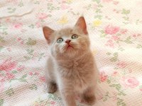GRİ LİLAC DİŞİ ERKEK SAFKAN YAVRU KEDİLER
