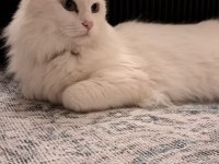 MECBURİYETTEN ANKARA KEDİSİ / DİŞİ / İSTANBUL