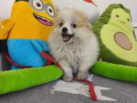 Pomeranian boo yavru