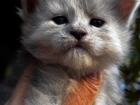 Onlar beklenen maine coon yavrular