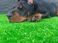 Anneden babadan üst düzey doberman