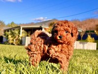 HİPOALERJANİK TOY POODLE BEBEKLERİM