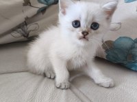 British Shorthair Yavrularımıza Yuva Arıyoruz