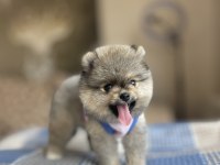 Ayı Surat Pomeranian Boo Yavrular