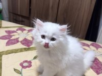 British Longhair Yavrular Irkının En Kalitelisi