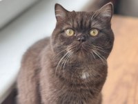Chocolate British Shorthair 7 aylık
