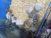 Yavru hamster