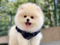 ORJİNAL POMERANİAN