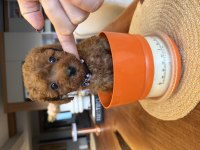 Güzel Ve Sağlıklı Poodle Bebekler