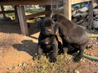Cane Corso Köpekler