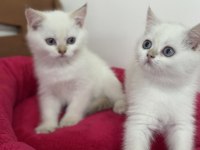 Golden point british shorthair yavrularımız