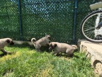 ÜST DÜZEY VASIFLI KANGAL YAVRULARI İZMİR