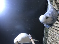Eşe Hazır Show Jumbo Kuşlar (Papağan Takası Olur)