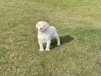 Safkan Labrador Retriever Yavruları