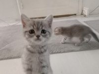 Minik scottish kedilerim