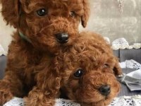 Toy Poodle Bebeklerimiz Evinizin Neşesi Olacaktır