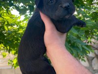 2 aylık acil cane corso