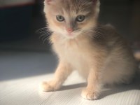British shorthair yavrularım