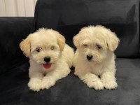 Güzel maltipoo bebekler yeni yuvalarını arıyor