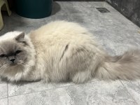 Talı patiler iran kedisi erkektir