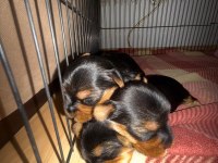 Yorkshire Terrier (3 tane) 2 kız 1 erkek yavrumuz