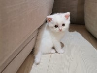Scottish fold kediler yeni ailelerini bekliyorlar