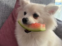 1.5 Yaşında Dişi Pomeranian Spitz