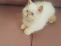 EGZOTİK KAR TOPU İRAN KEDİSİ OĞLUM