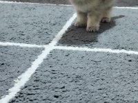 Minik scottish fold yavrularımıza ömürlük yuva arıyoruz