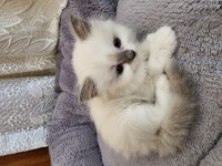 Sahiplenmek İsteyenler İçin Ragdoll Yavrular