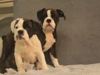 Avrupa standartlarında İngiliz bulldog