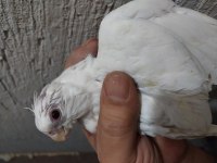 Yavru yeni yeme düşmüş albino sultan papağanı