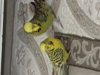 Takım jumbo muhabbet kuşu